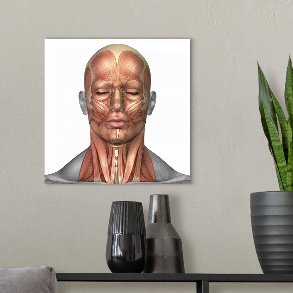 A modern room featuring Anatomy of human face and neck muscles, front view.