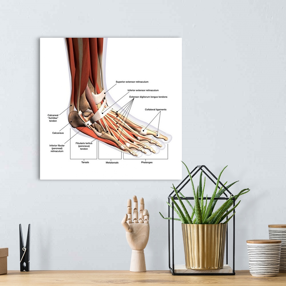 A bohemian room featuring Anatomy of human foot with labels.