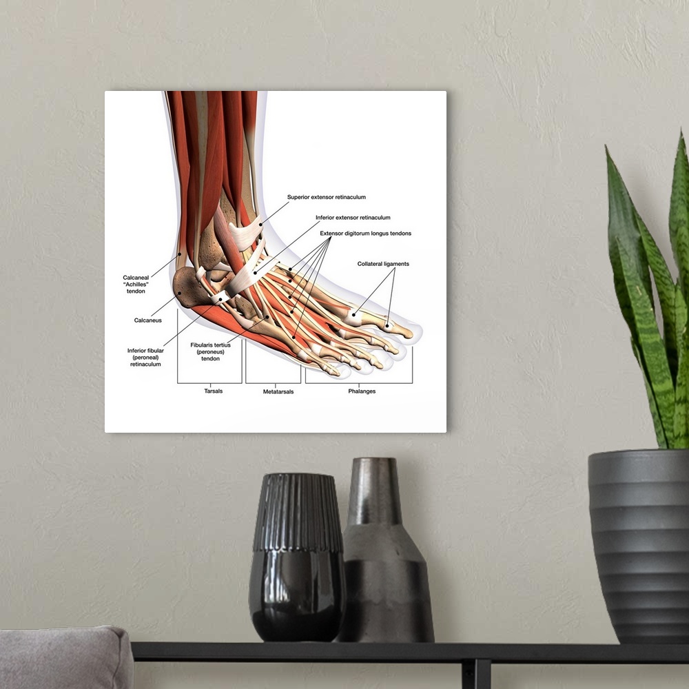 A modern room featuring Anatomy of human foot with labels.