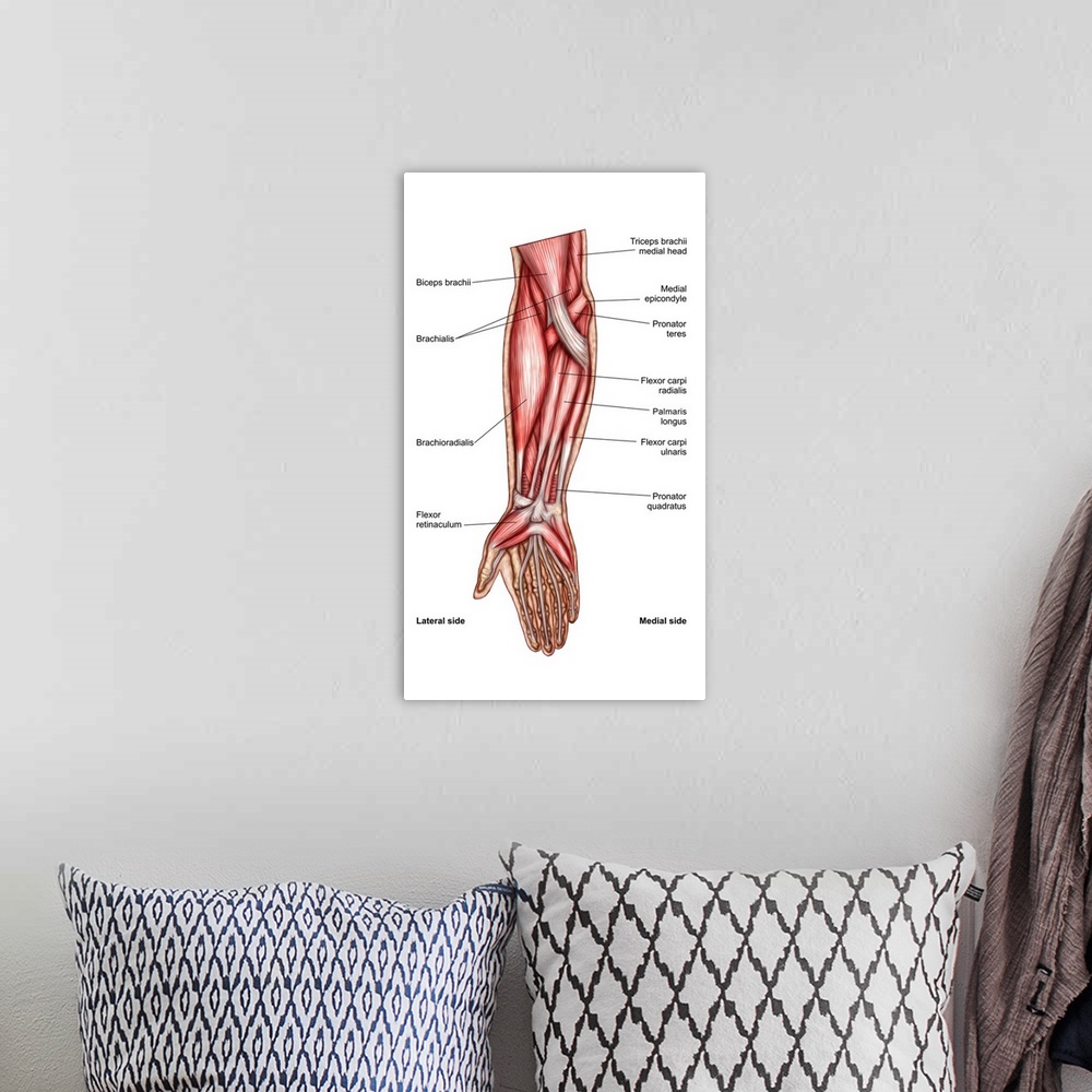 A bohemian room featuring Anatomy of human forearm muscles, superficial anterior view..