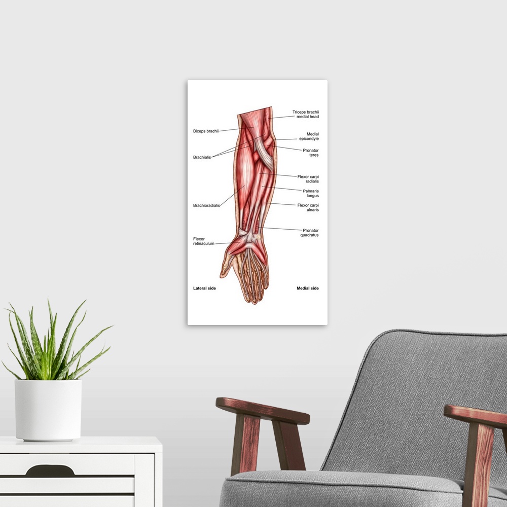 A modern room featuring Anatomy of human forearm muscles, superficial anterior view..