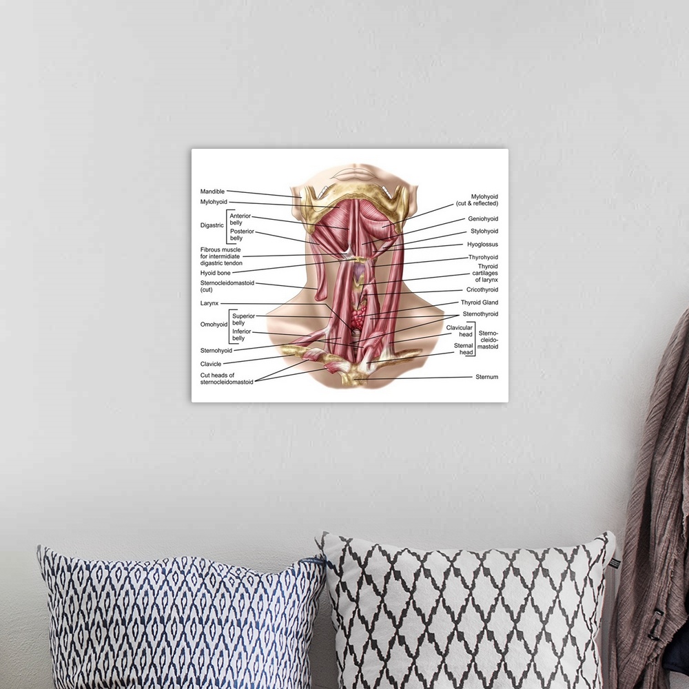 A bohemian room featuring Anatomy of human hyoid bone and muscles, anterior view..