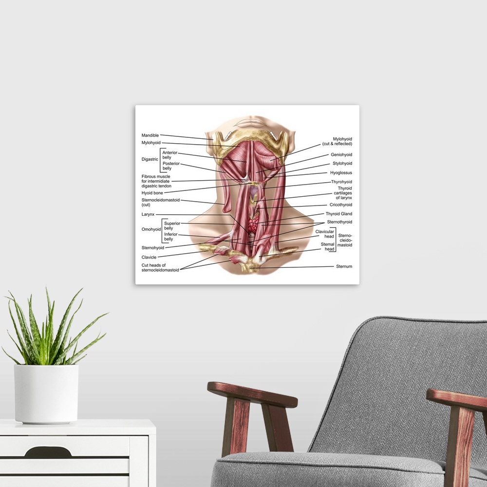 A modern room featuring Anatomy of human hyoid bone and muscles, anterior view..