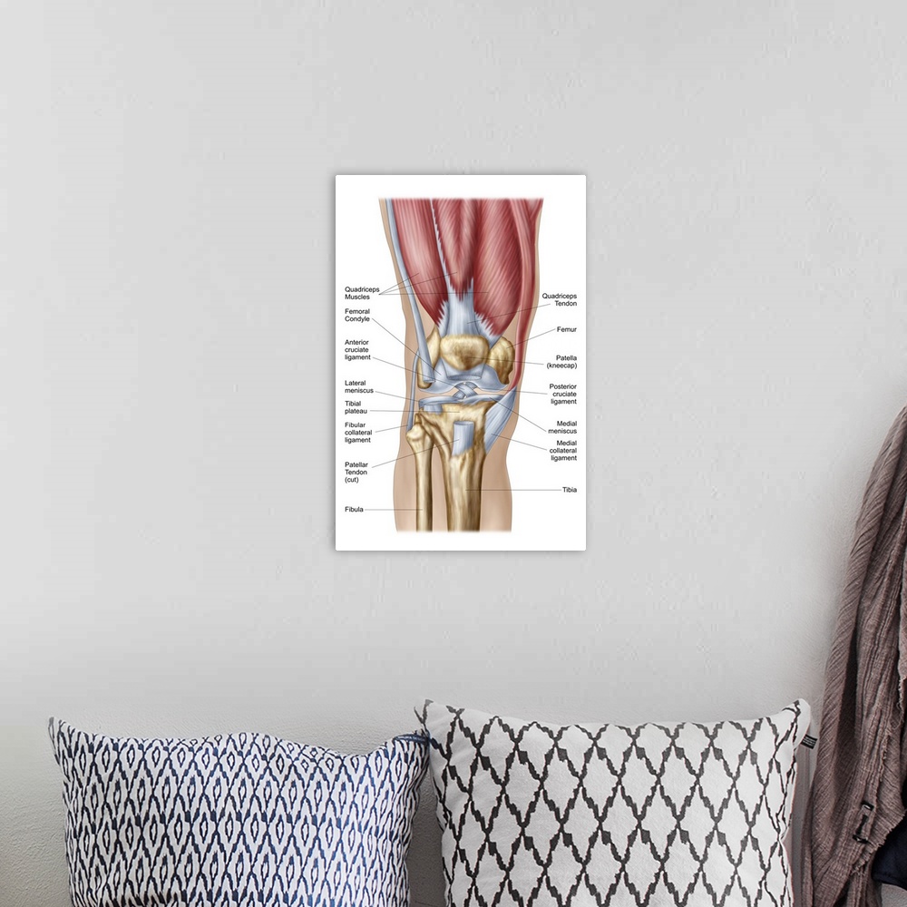 A bohemian room featuring Anatomy of human knee joint..