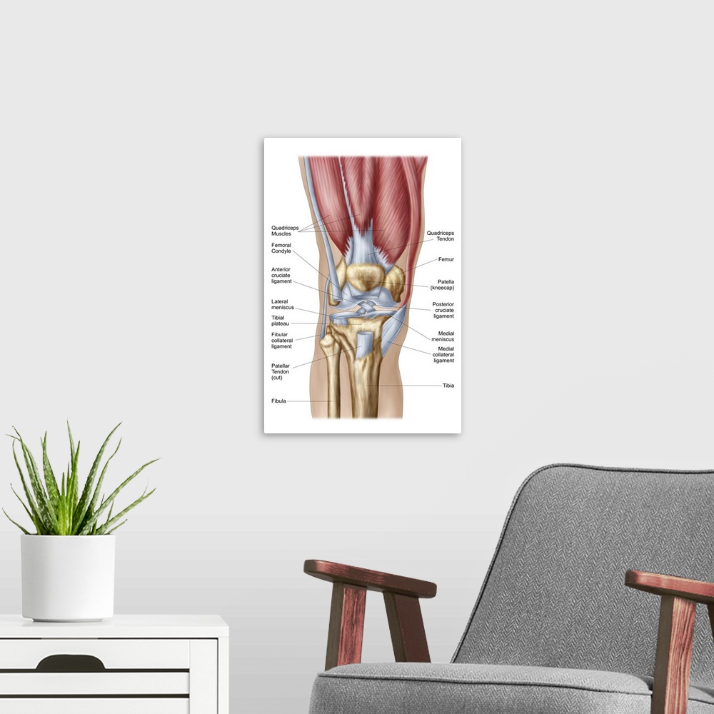 A modern room featuring Anatomy of human knee joint..