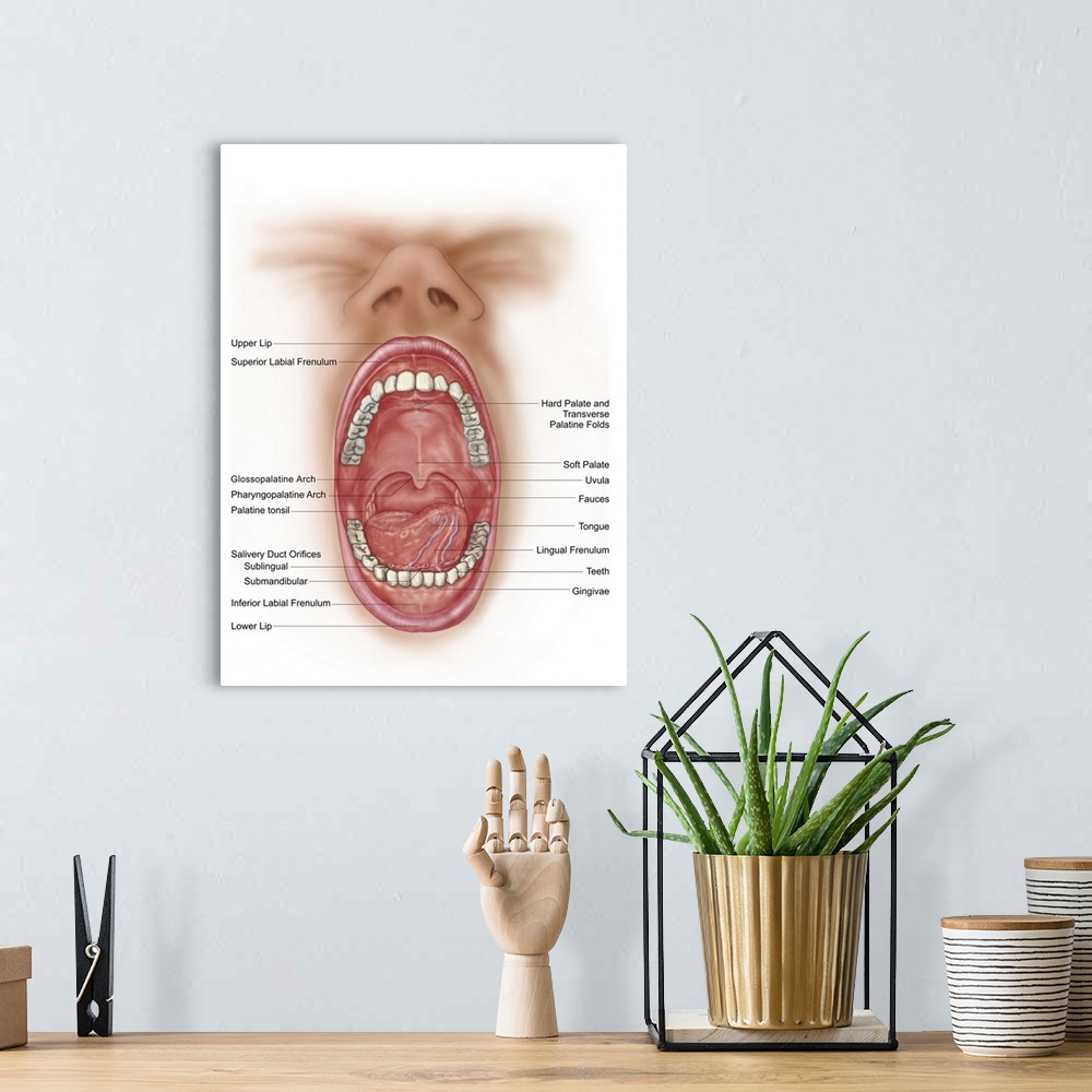 A bohemian room featuring Anatomy of human mouth cavity.