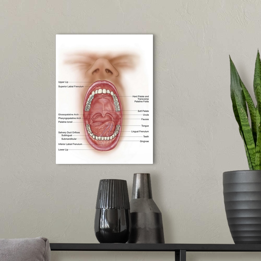 A modern room featuring Anatomy of human mouth cavity.