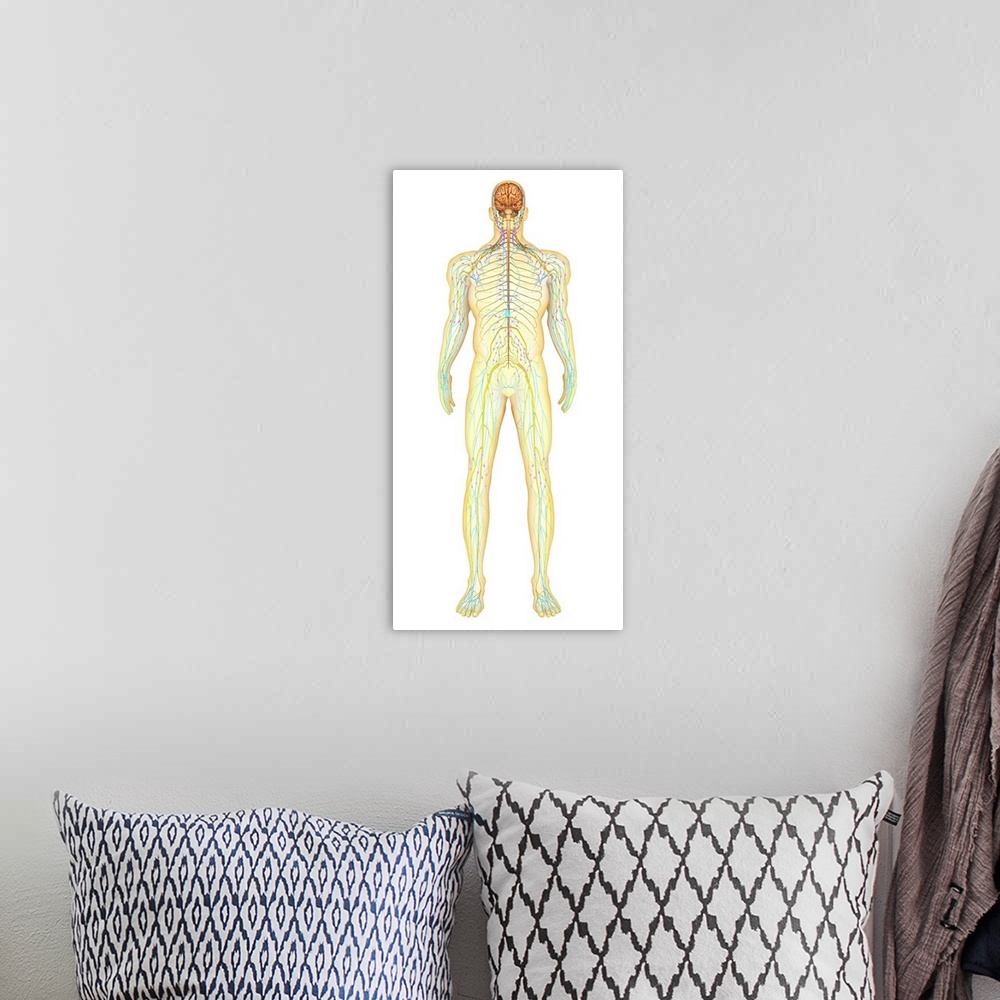 A bohemian room featuring Anatomy of human nervous system and lymphatic system, front view.