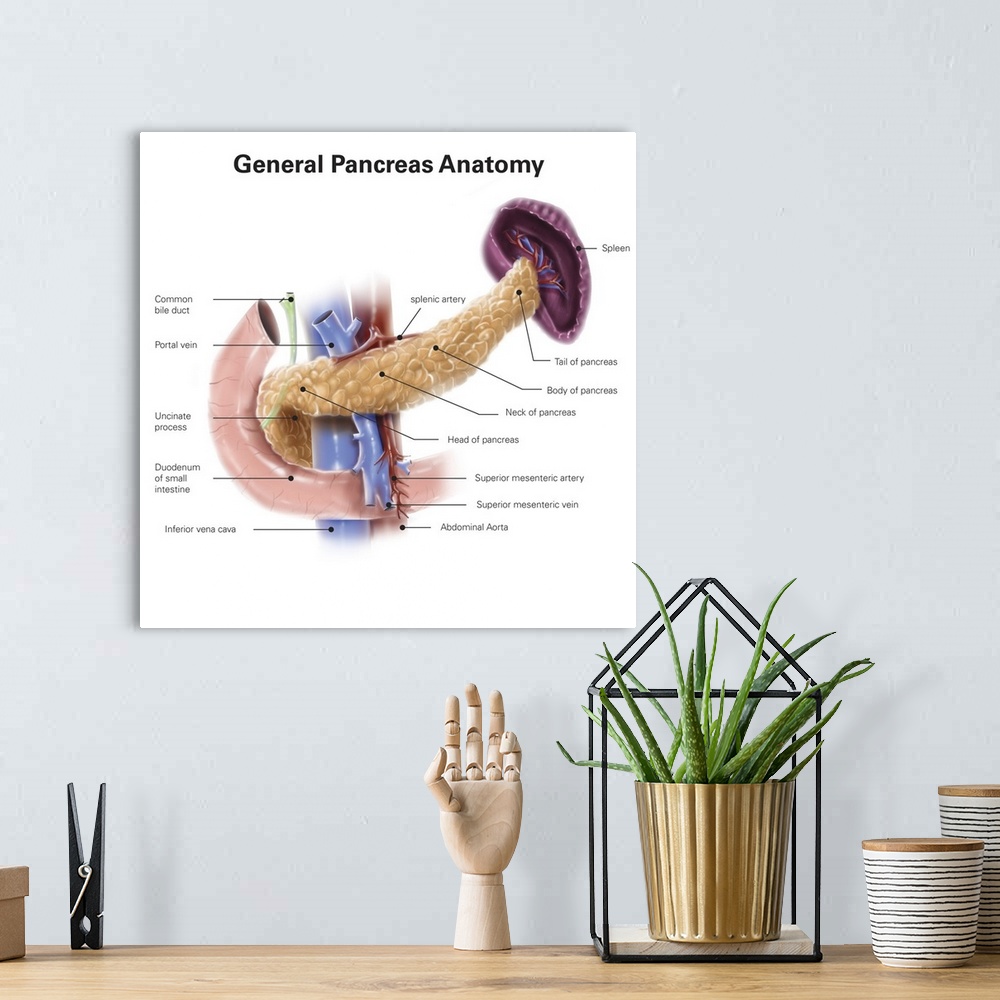 A bohemian room featuring Anatomy of human pancreas, with labels.