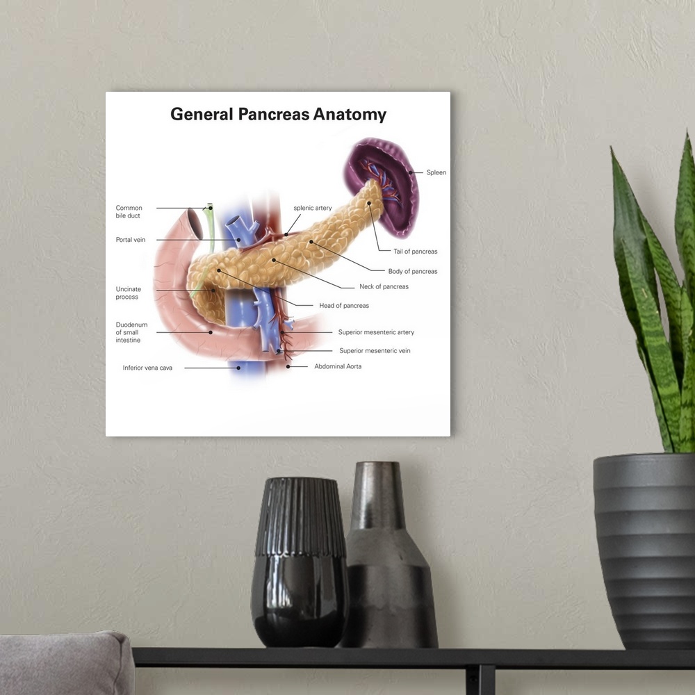A modern room featuring Anatomy of human pancreas, with labels.