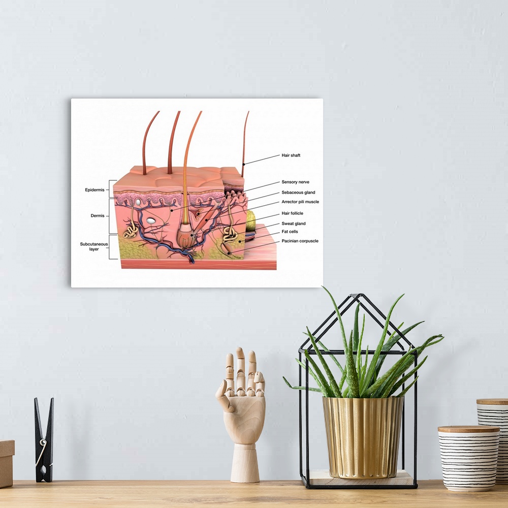 A bohemian room featuring Anatomy of human skin with labels.