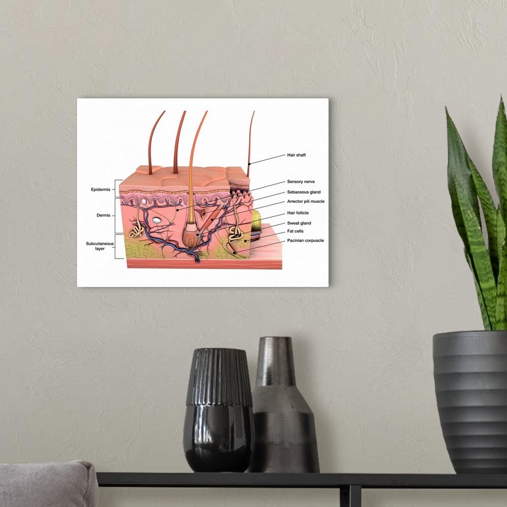 A modern room featuring Anatomy of human skin with labels.