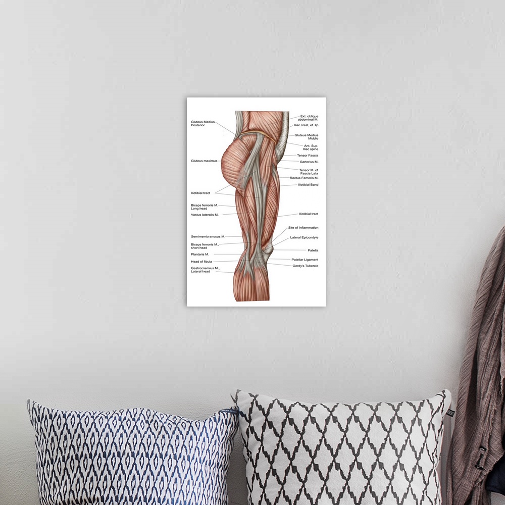 A bohemian room featuring Anatomy of human thigh muscles, anterior view.