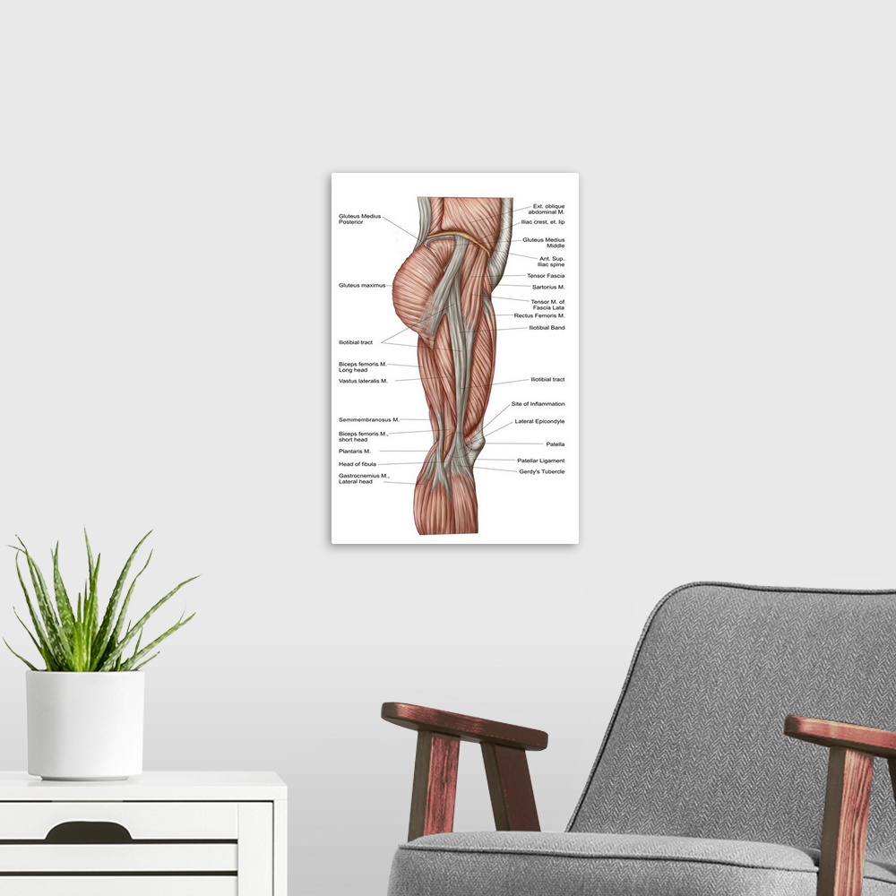 A modern room featuring Anatomy of human thigh muscles, anterior view.