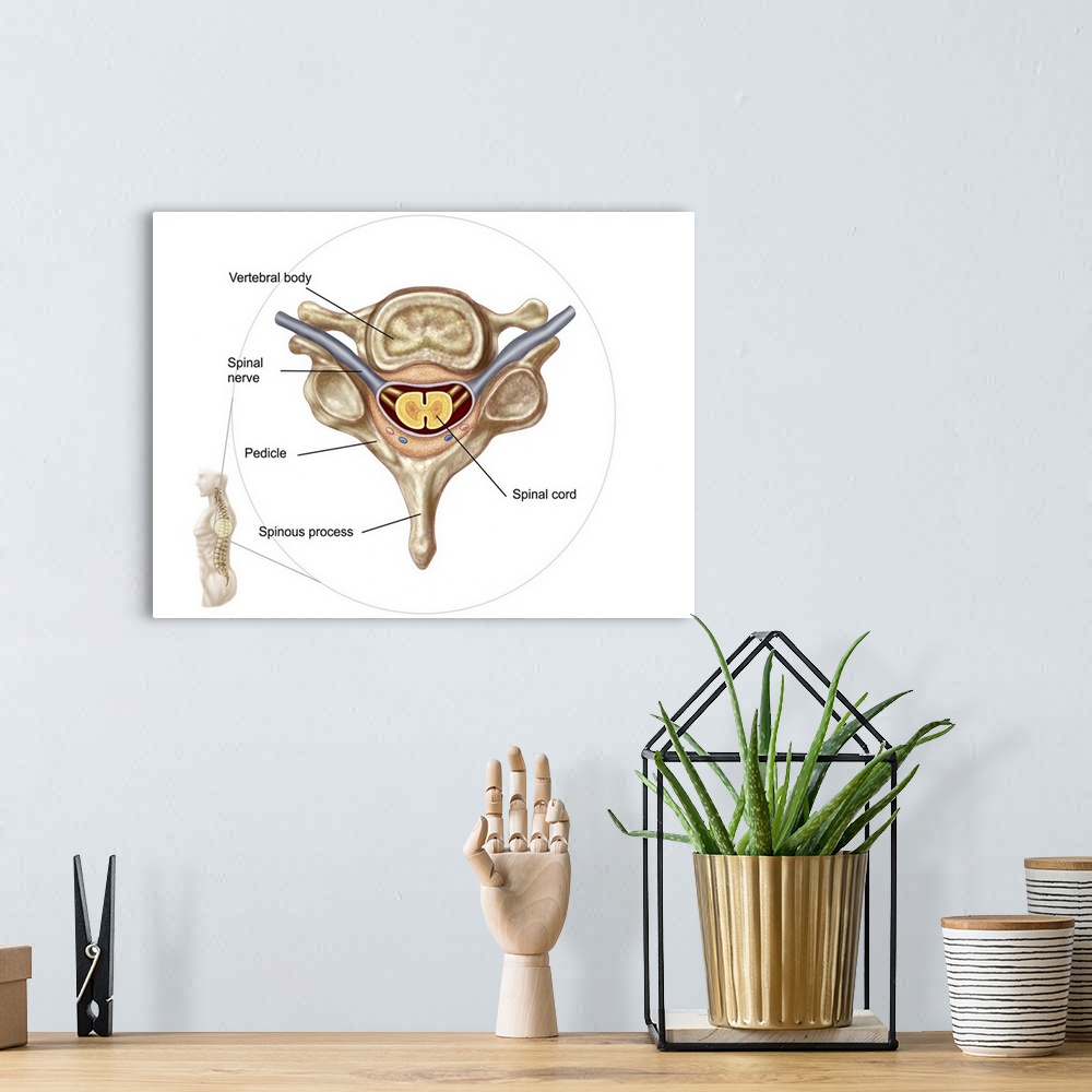 A bohemian room featuring Anatomy of human vertebra.