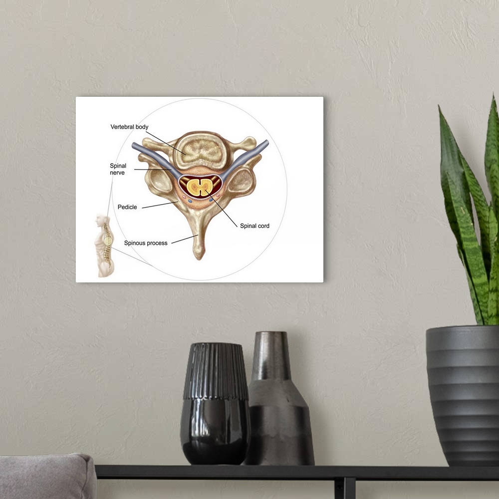A modern room featuring Anatomy of human vertebra.