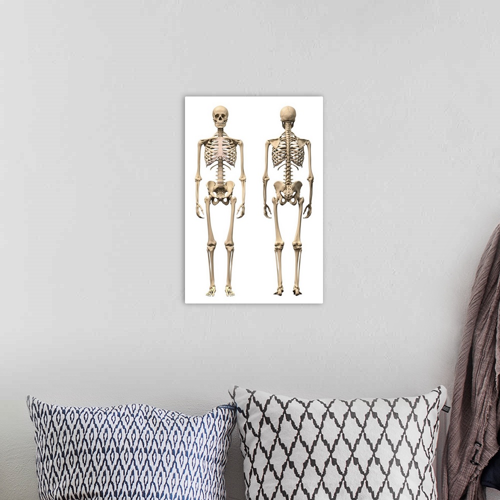 A bohemian room featuring Anatomy of male human skeleton, front view and back view.