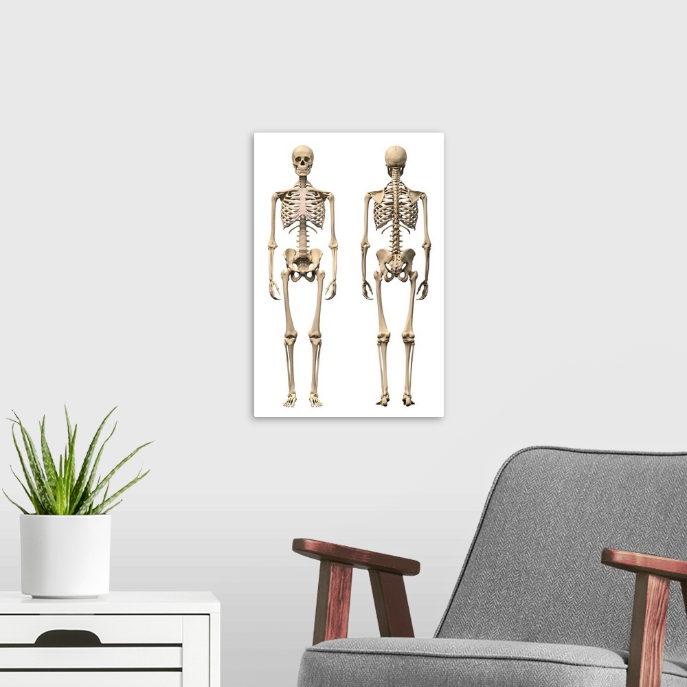 A modern room featuring Anatomy of male human skeleton, front view and back view.