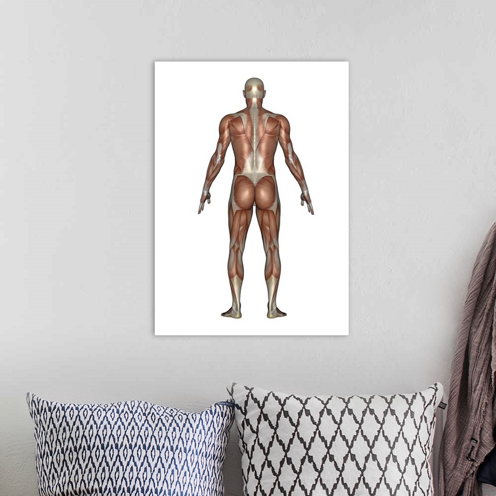 A bohemian room featuring Anatomy of male muscular system, back view.