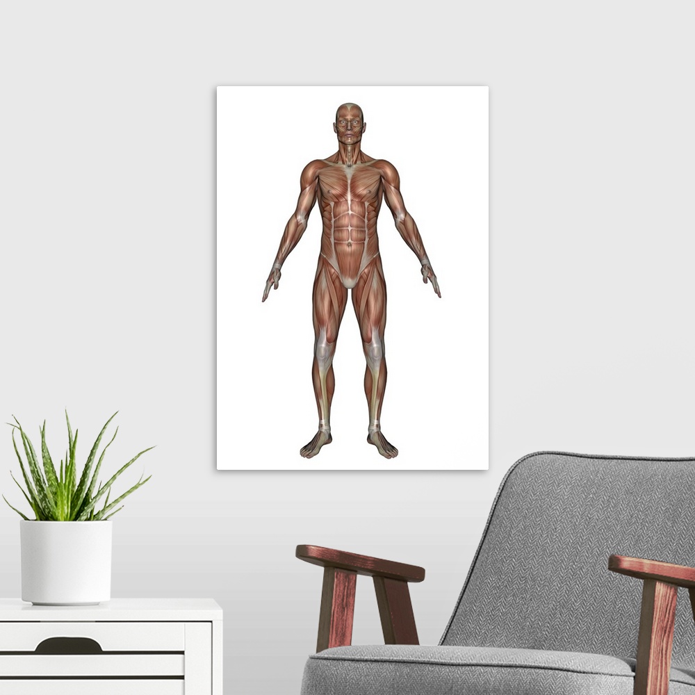 A modern room featuring Anatomy of male muscular system, front view.