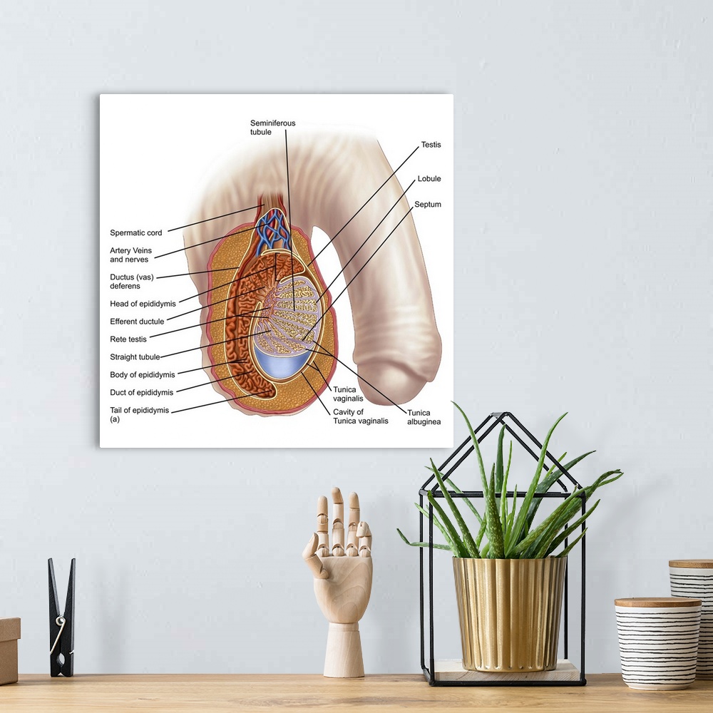 A bohemian room featuring Anatomy of male testis.