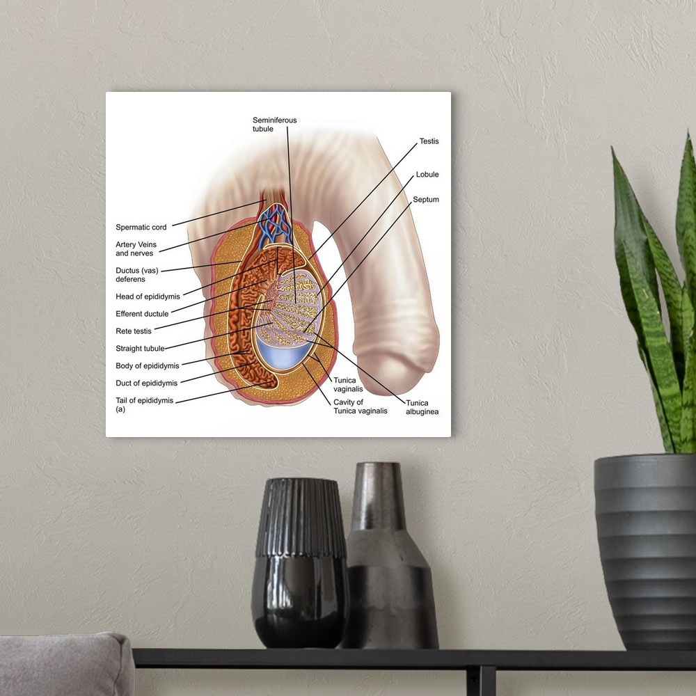 A modern room featuring Anatomy of male testis.