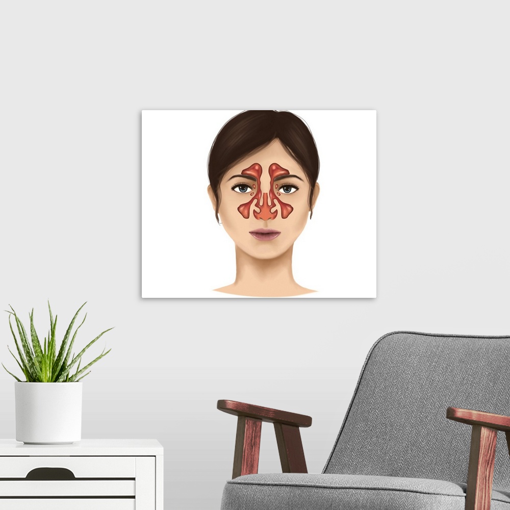 A modern room featuring Anatomy of nasal sinuses.