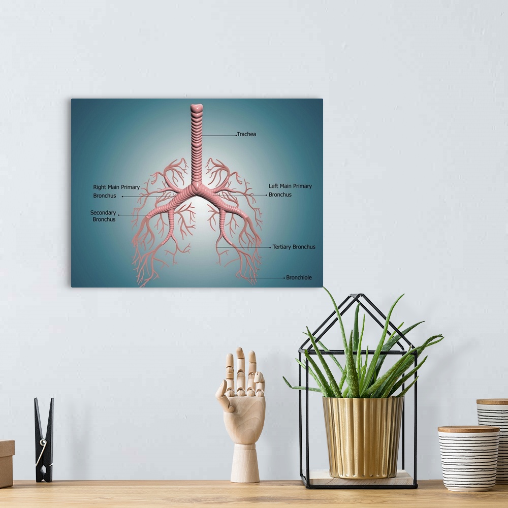 A bohemian room featuring Digital illustration showing the structure of the bronchus and bronchial tubes. These pathways ca...