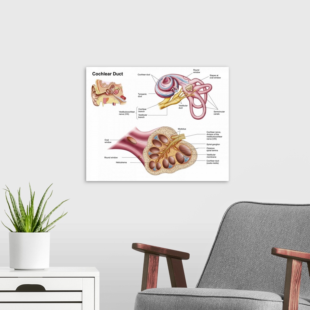 A modern room featuring Anatomy of the cochlear duct in the human ear.