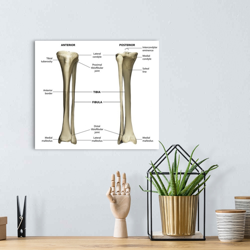 A bohemian room featuring Anterior and posterior view of the tibia and fibula with labeling.