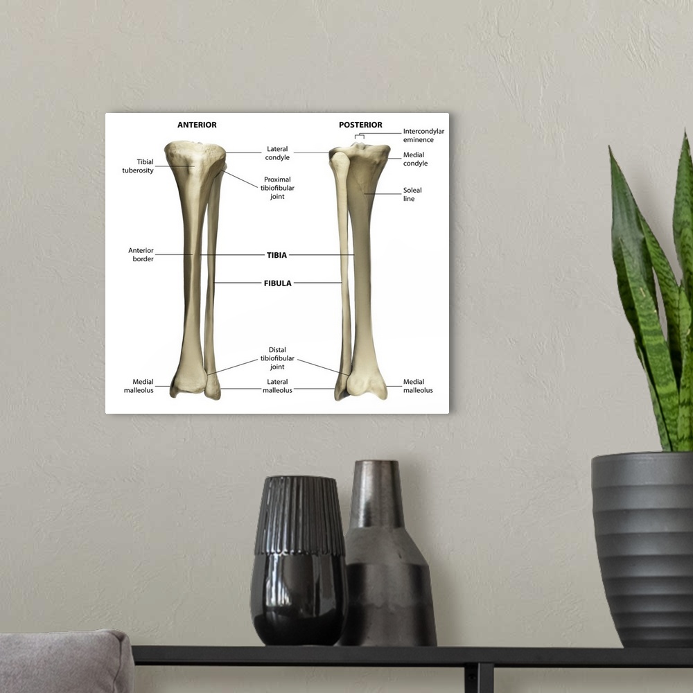 A modern room featuring Anterior and posterior view of the tibia and fibula with labeling.