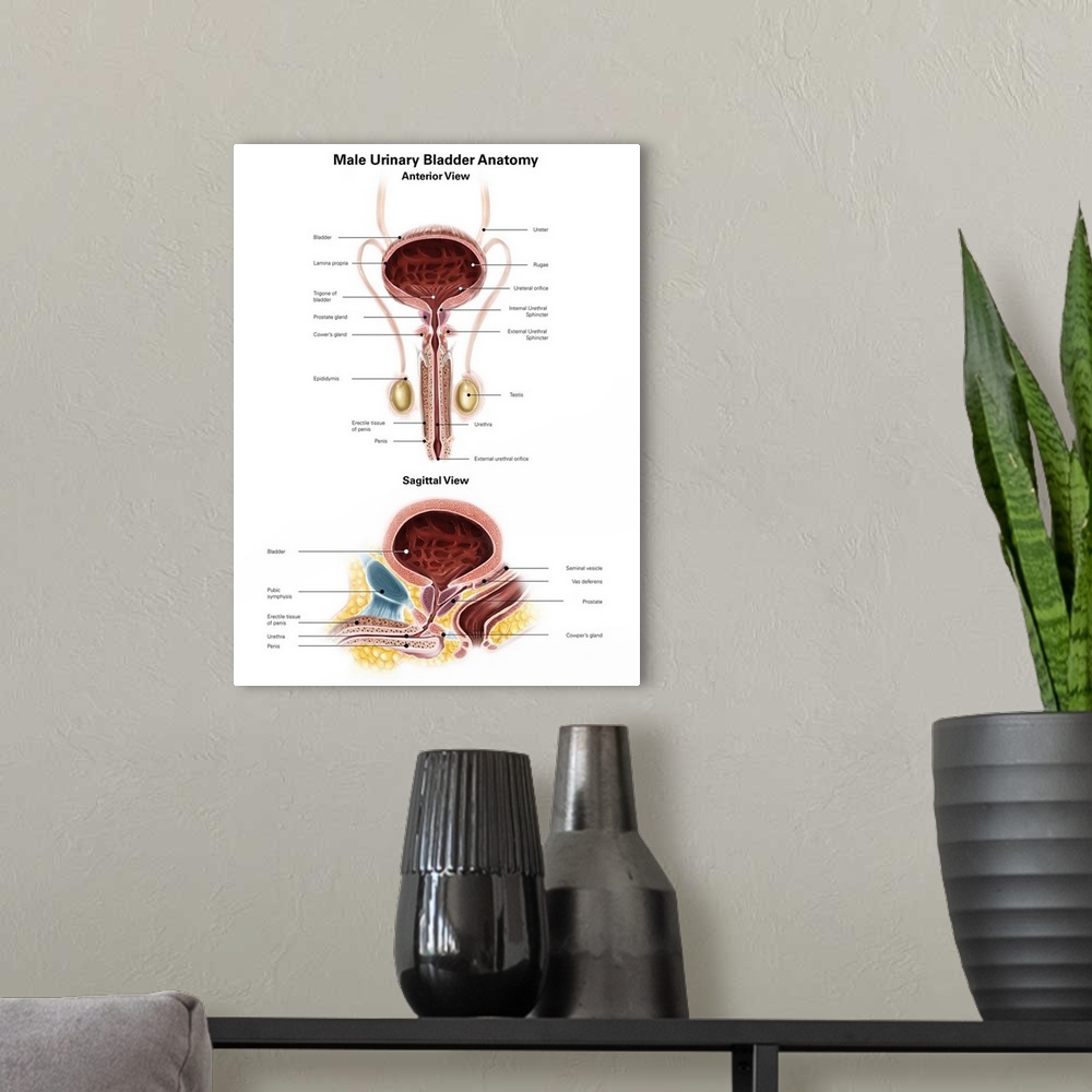 A modern room featuring Anterior view and sagittal view of male urinary bladder.