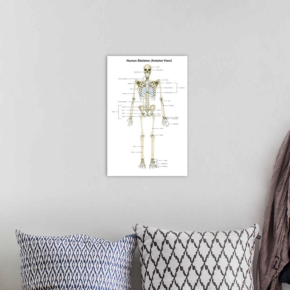 A bohemian room featuring Anterior view of human skeletal system, with labels.