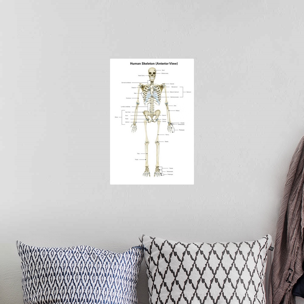 A bohemian room featuring Anterior view of human skeletal system, with labels.