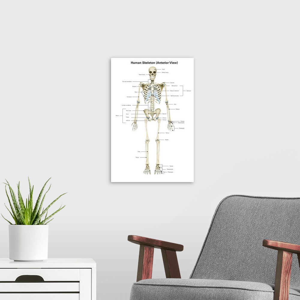 A modern room featuring Anterior view of human skeletal system, with labels.