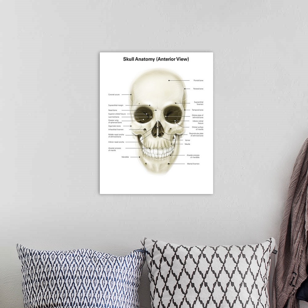 A bohemian room featuring Anterior view of human skull, with labels.