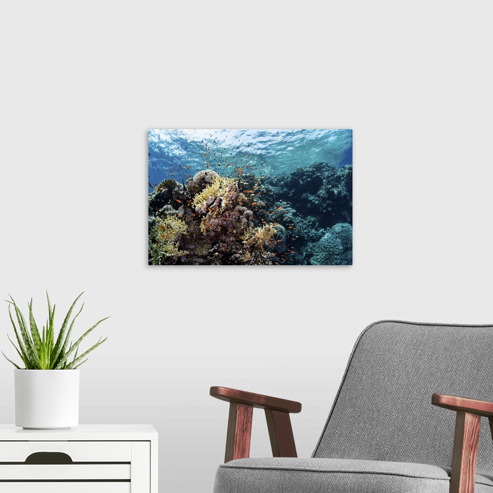A modern room featuring Anthias swarm around a coral reef in the Red Sea, Red Sea.