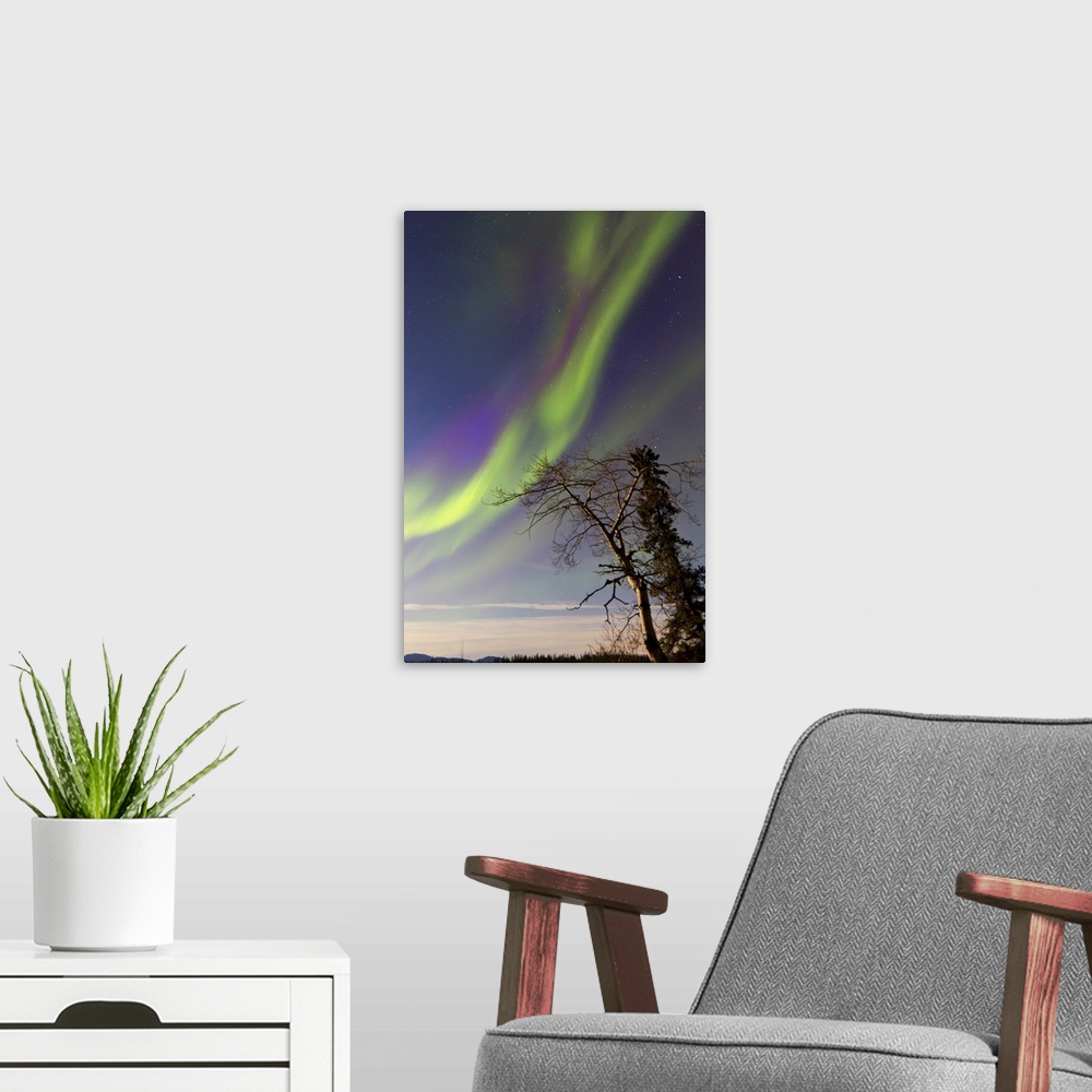 A modern room featuring Aurora borealis with moonlight and trees, Whitehorse, Yukon, Canada.