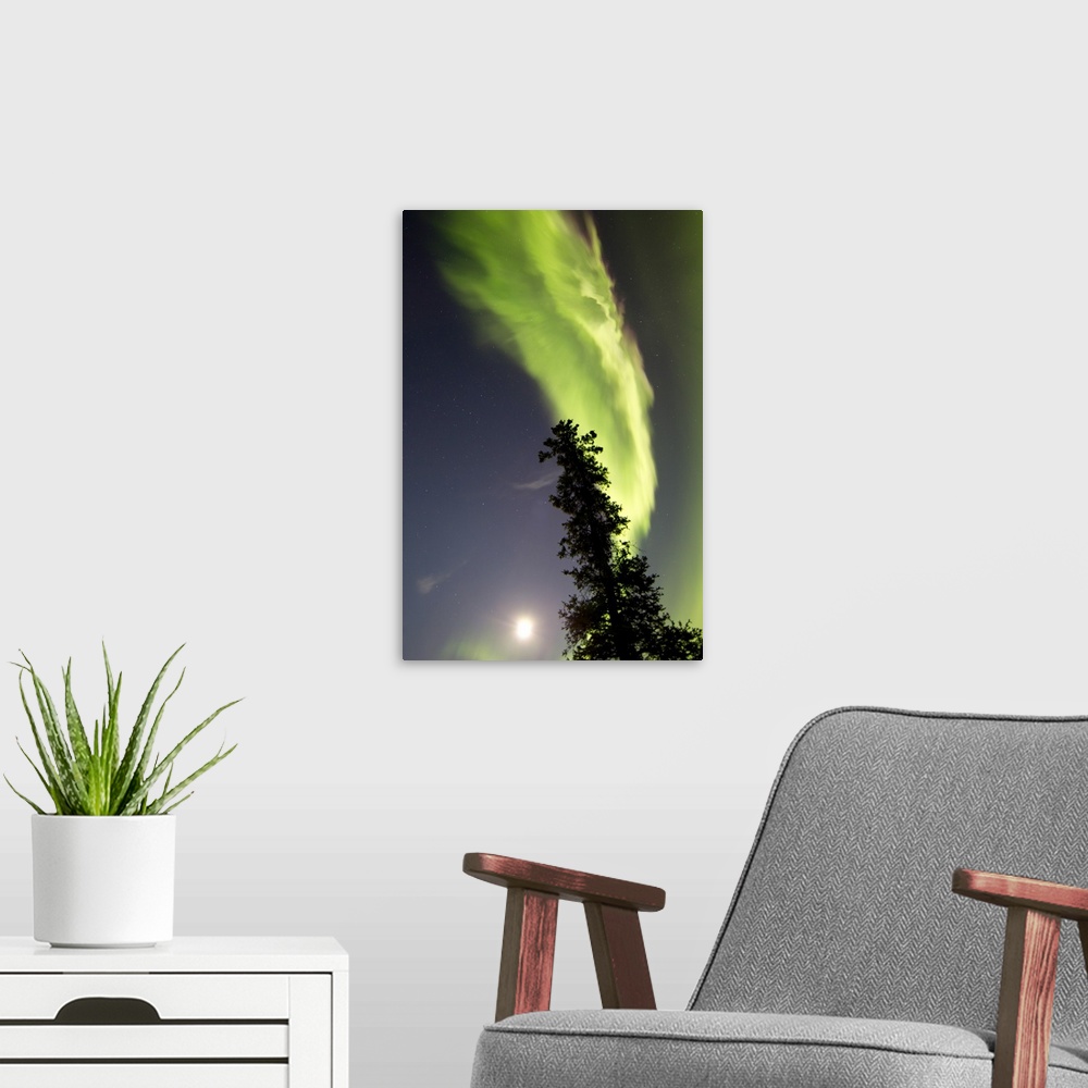 A modern room featuring Aurora borealis with tree and full moon, Whitehorse, Yukon, Canada.