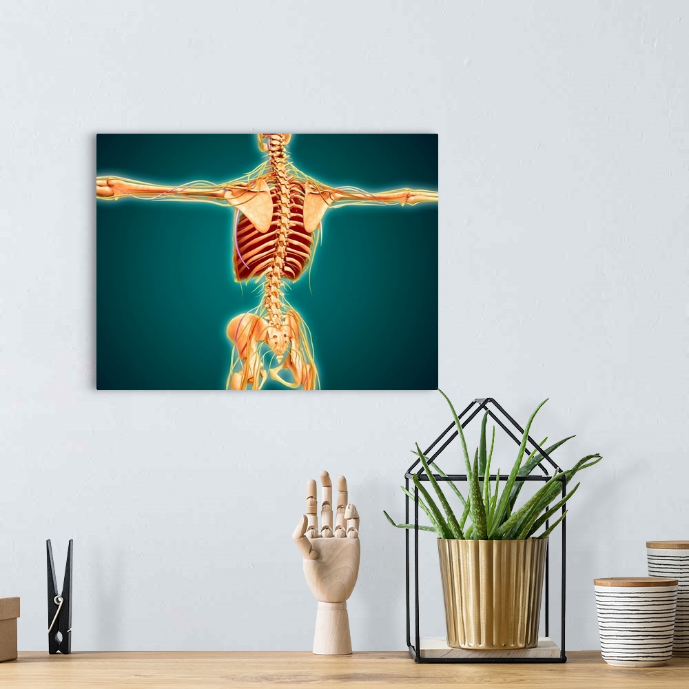 A bohemian room featuring Back view of human skeleton with nervous system, arteries and veins.