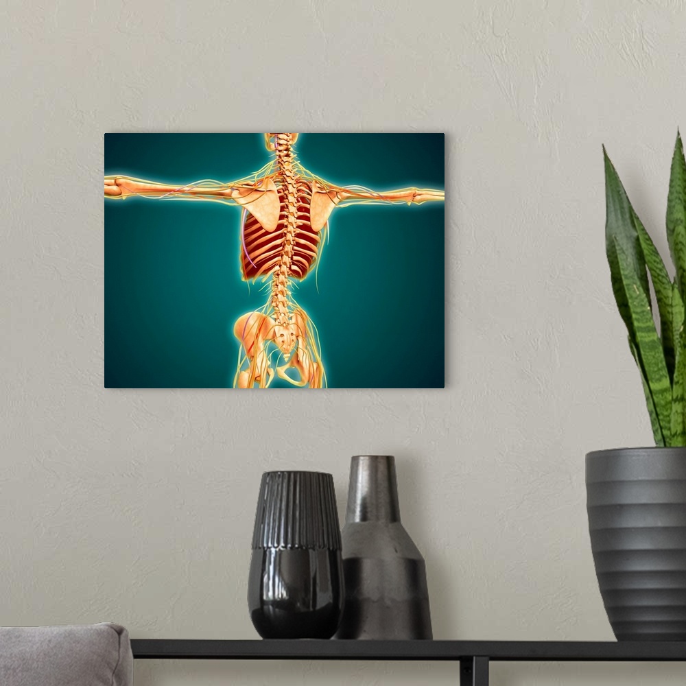 A modern room featuring Back view of human skeleton with nervous system, arteries and veins.