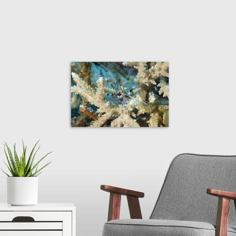 A modern room featuring Banded coral shrimp amongst staghorn coral, Papua New Guinea.