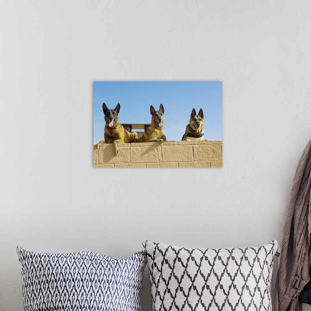 A bohemian room featuring Belgian Malinois and German Shephard military working dogs.