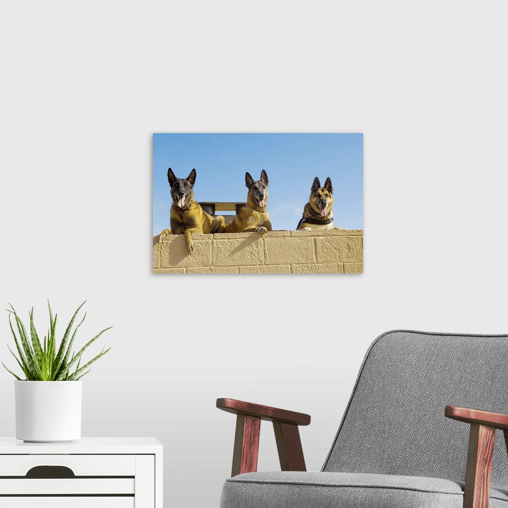 A modern room featuring Belgian Malinois and German Shephard military working dogs.