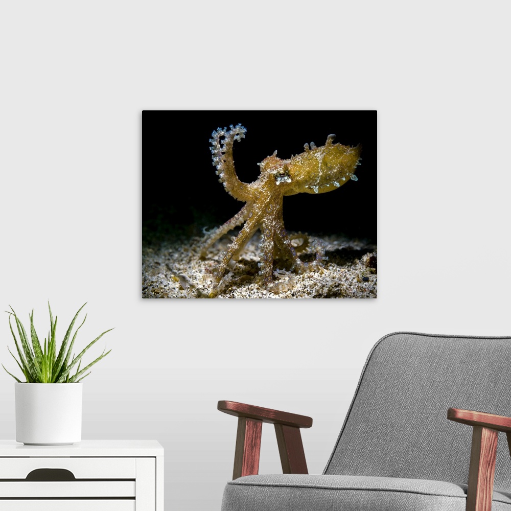 A modern room featuring Blue-ringed octopus in defensive stance, Anilao, Philippines.
