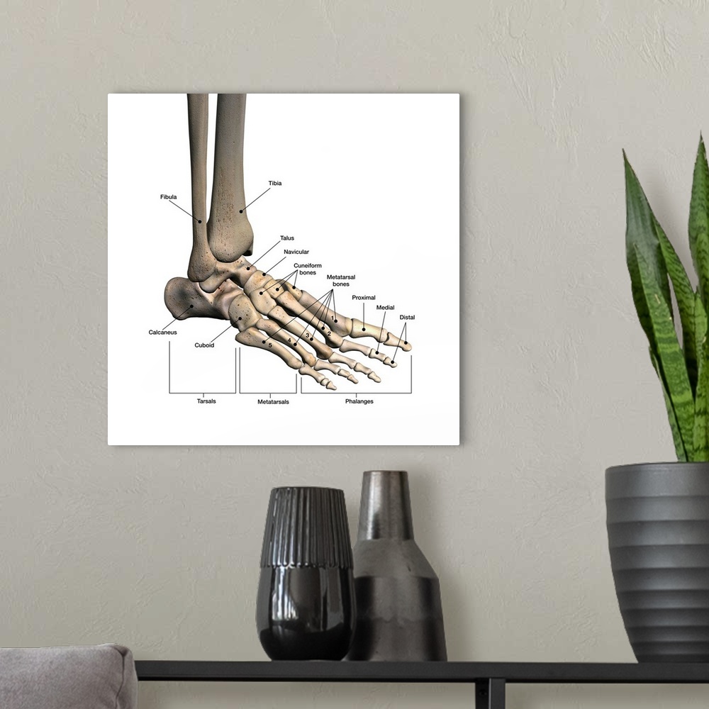 A modern room featuring Bones of human foot with labels.