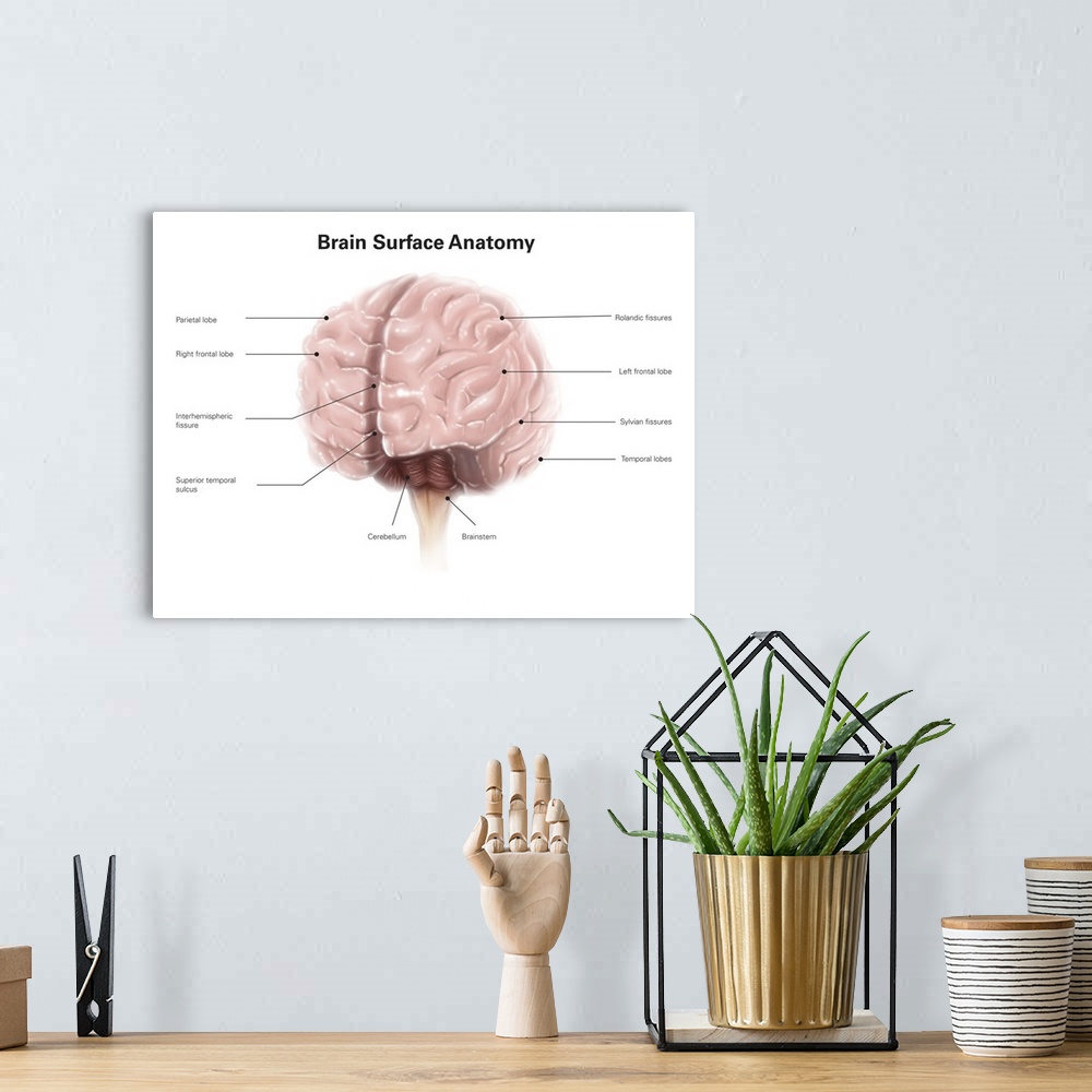 A bohemian room featuring Brain surface anatomy, with labels.