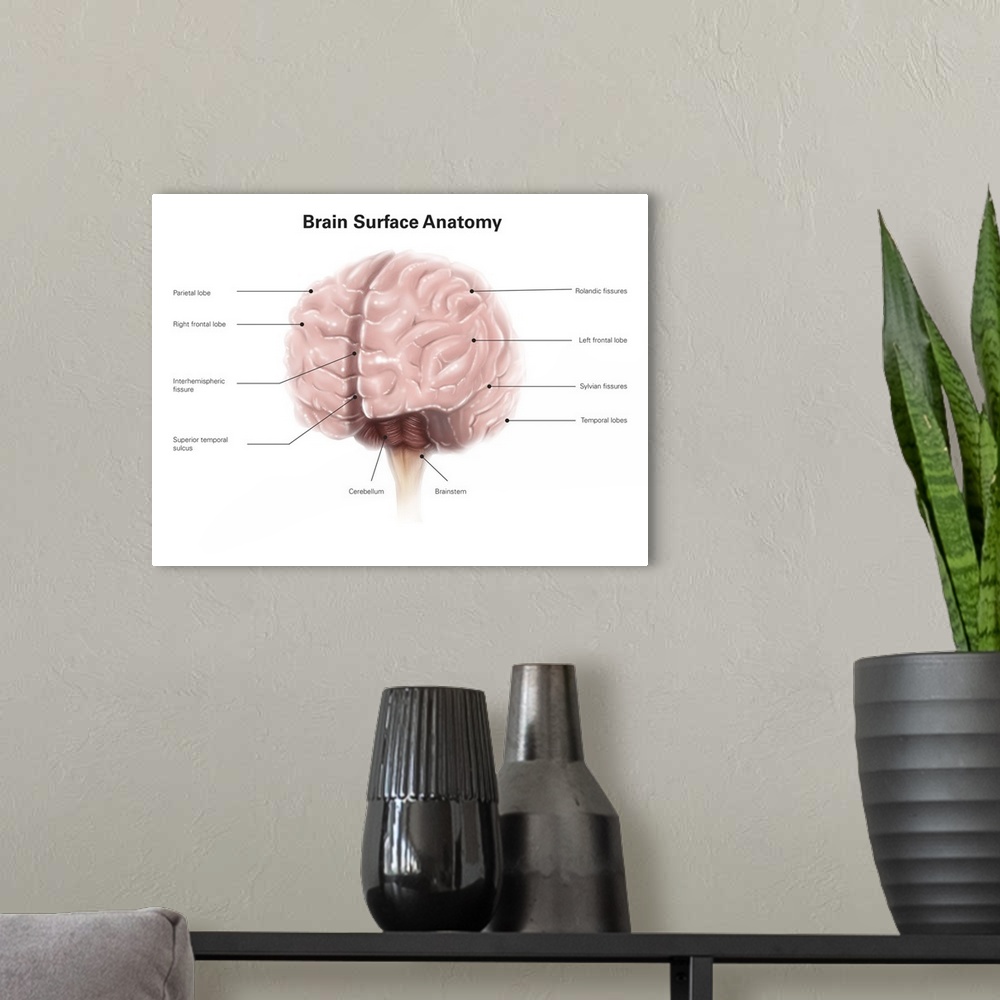 A modern room featuring Brain surface anatomy, with labels.