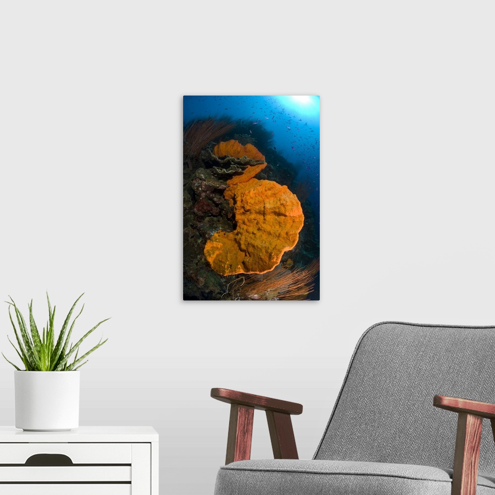 A modern room featuring Bright orange sponge with sunburst, Papua New Guinea.