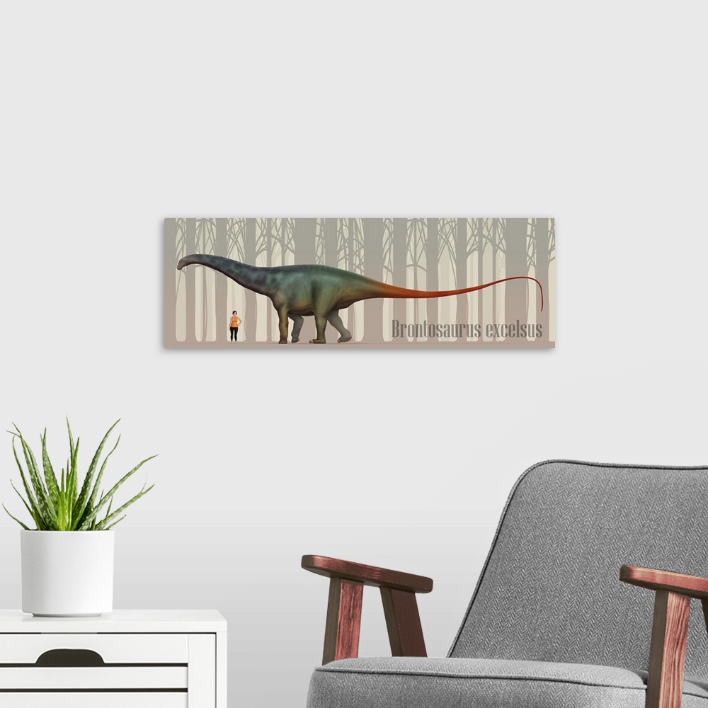 A modern room featuring Brontosaurus excelsus size compatison to an adult woman.